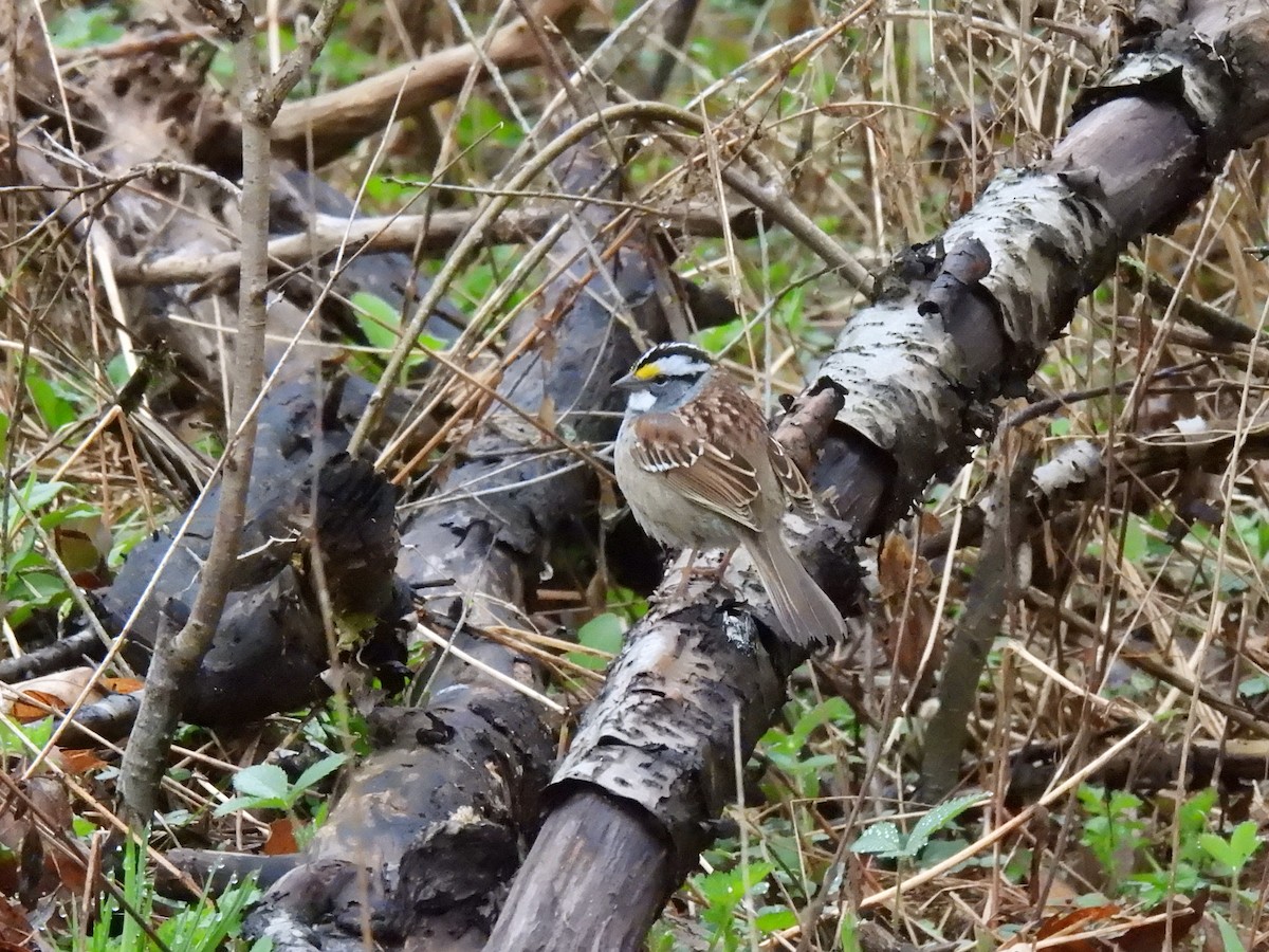 White-throated Sparrow - ML617613281