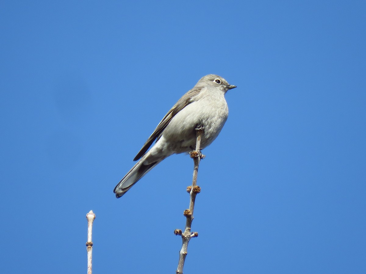 Townsend's Solitaire - ML617613284