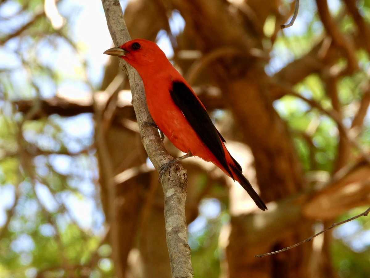 Scarlet Tanager - ML617613300
