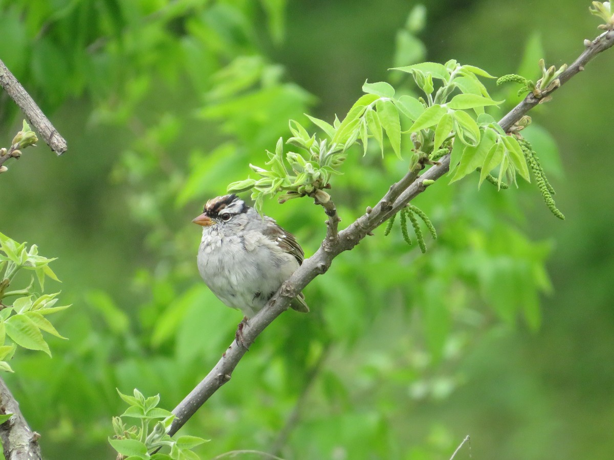 White-crowned Sparrow - ML617613331