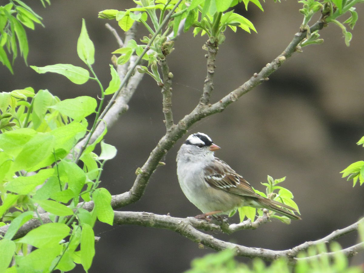 White-crowned Sparrow - Ragupathy Kannan