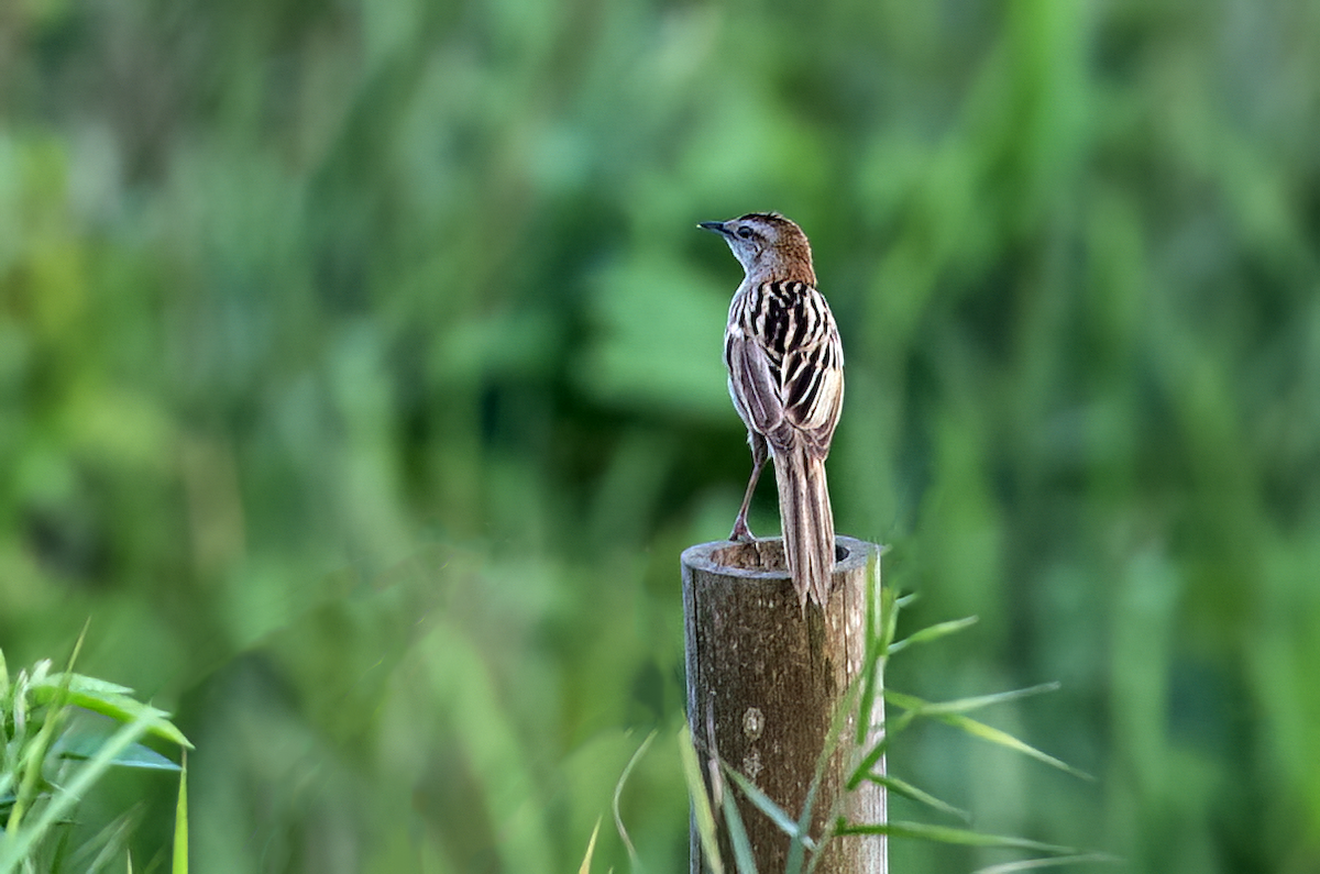 Striated Grassbird - Parmil Kumar