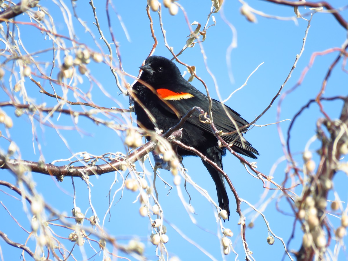 Red-winged Blackbird - ML617613408