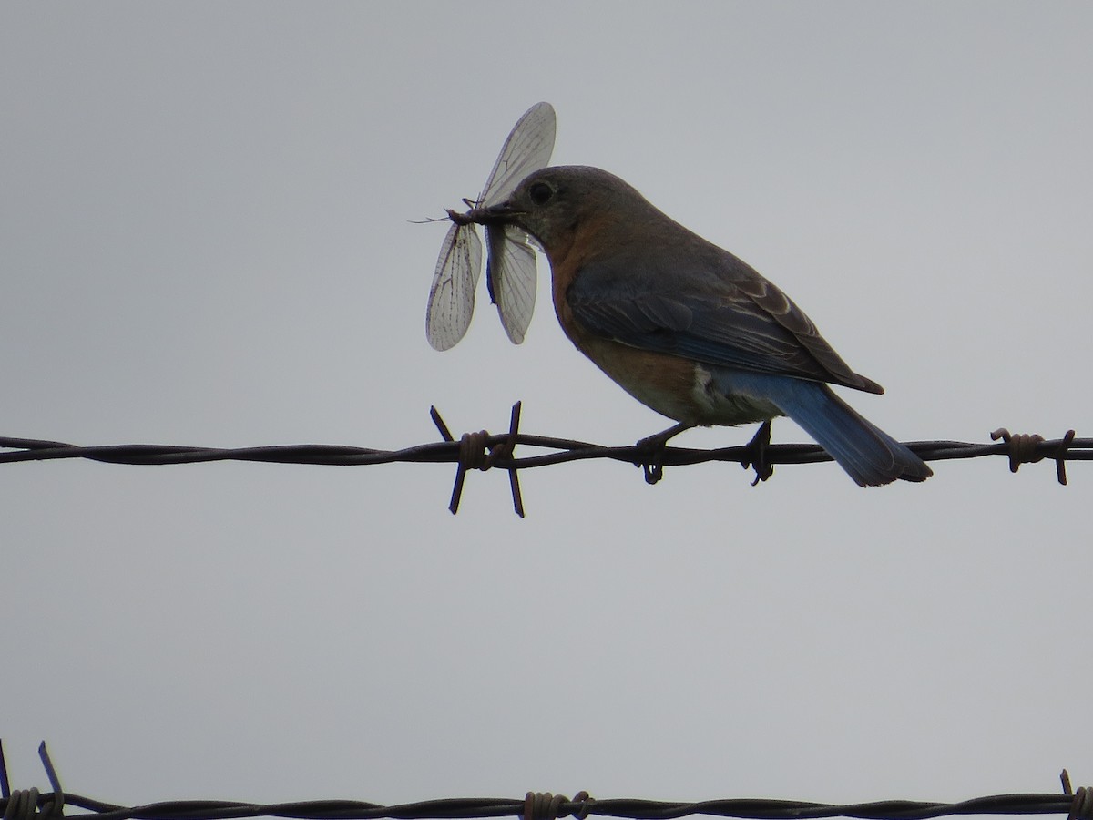 Eastern Bluebird - Ragupathy Kannan