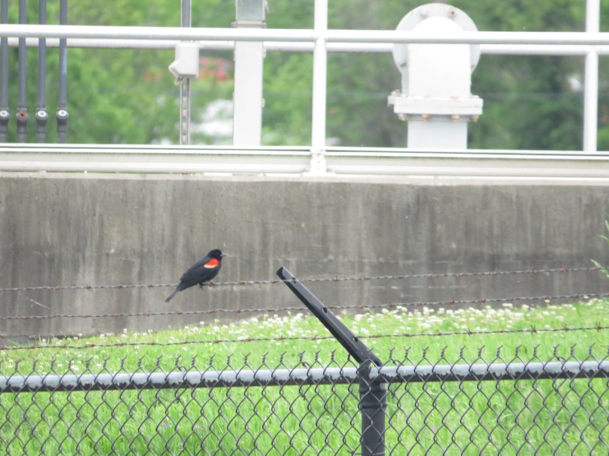 Red-winged Blackbird - ML617613489