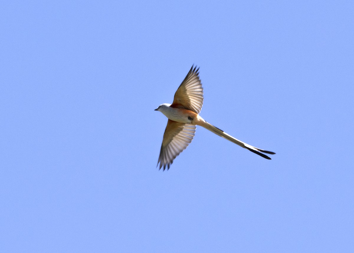 Scissor-tailed Flycatcher - Steve Holzman