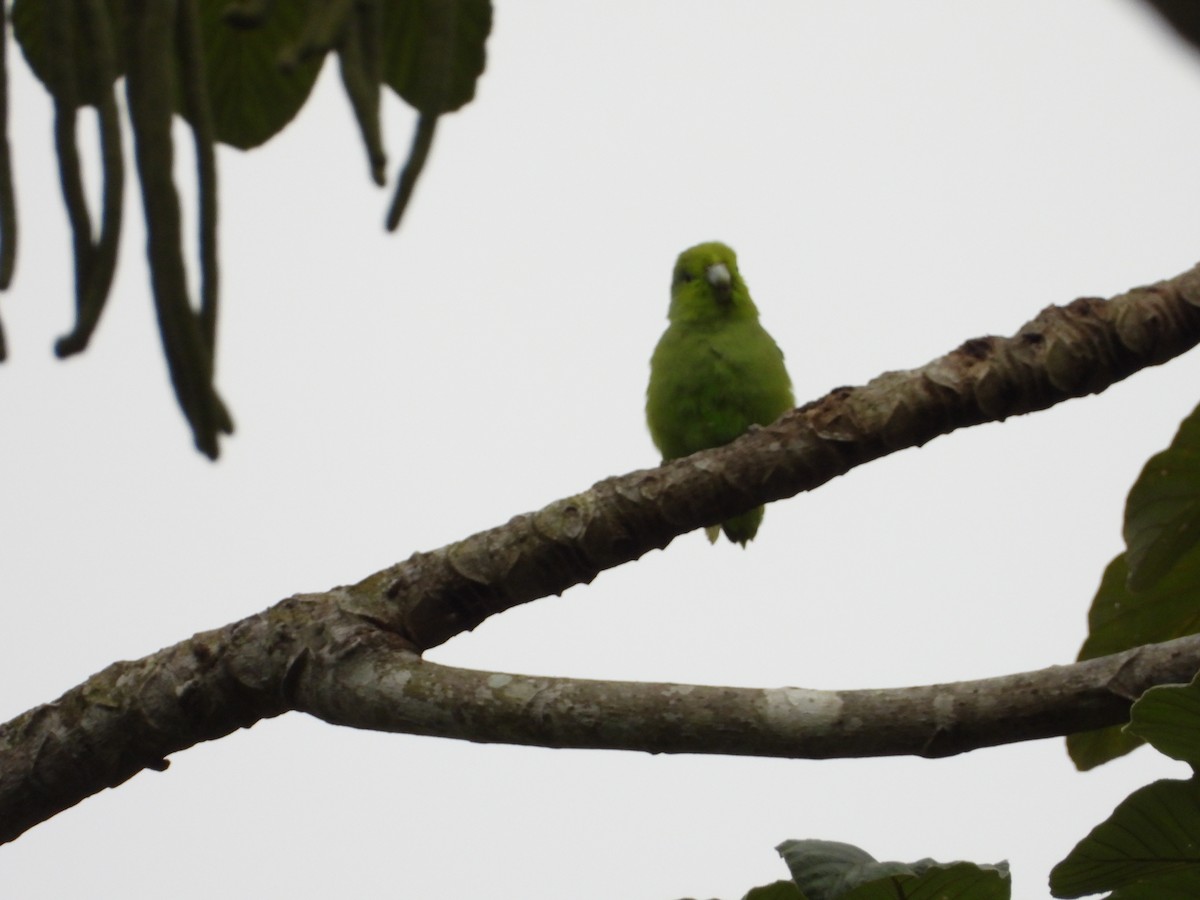 Mexican Parrotlet (Mexican) - ML617613571