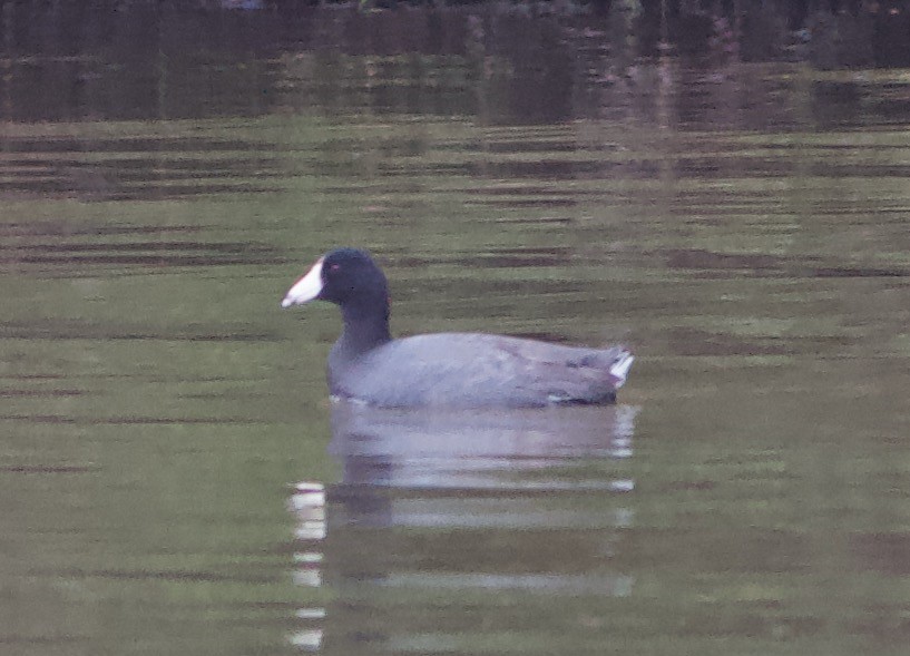 American Coot (Red-shielded) - ML617613600