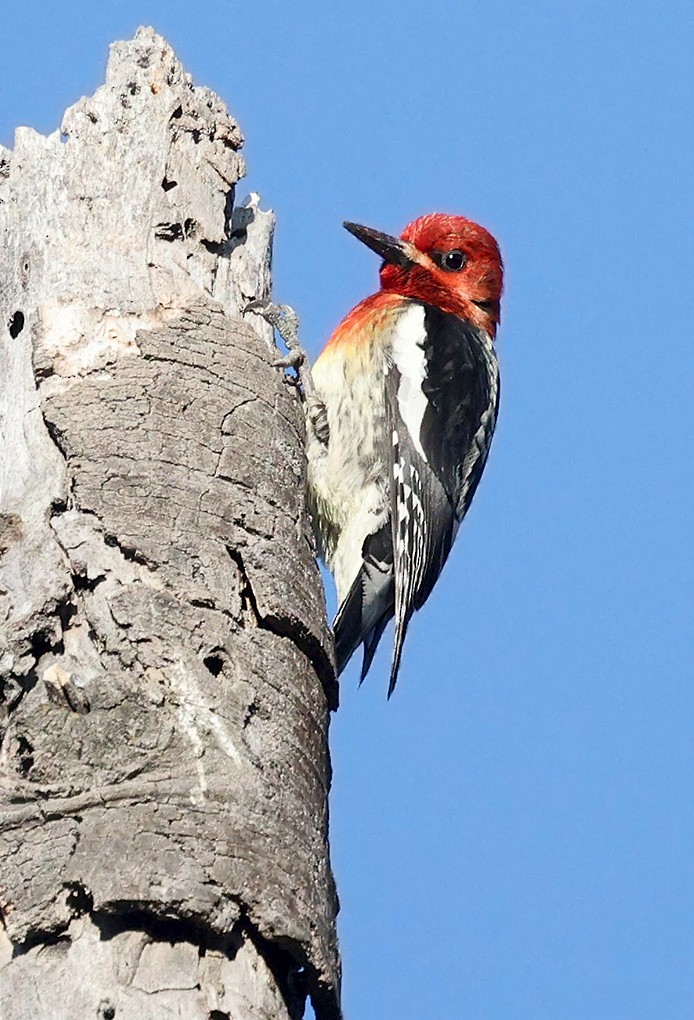 Red-breasted Sapsucker - ML617613676