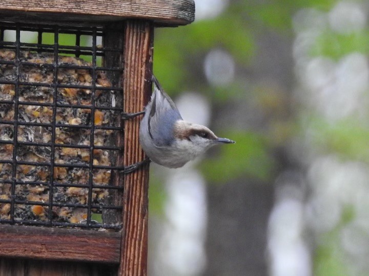 Brown-headed Nuthatch - ML617613688