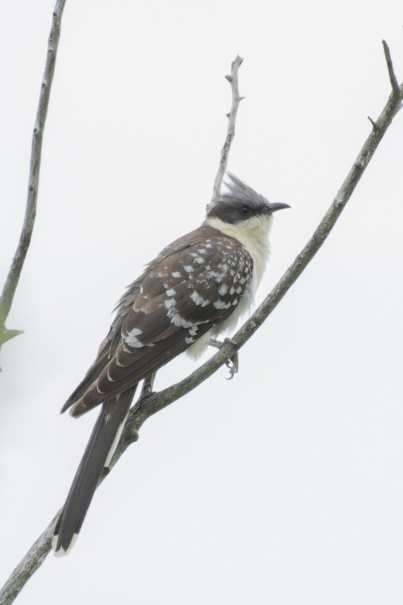Great Spotted Cuckoo - john Butters