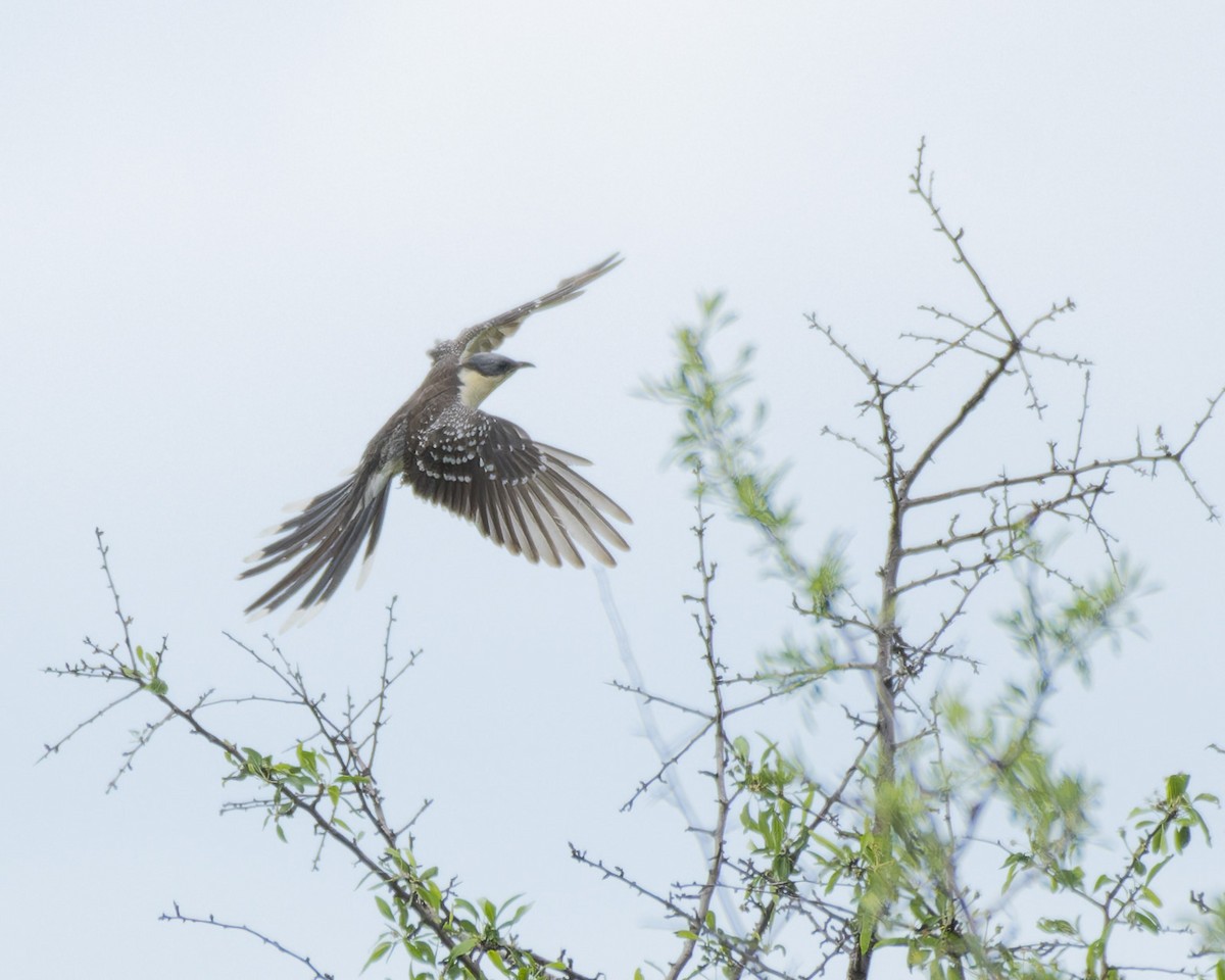 Great Spotted Cuckoo - john Butters