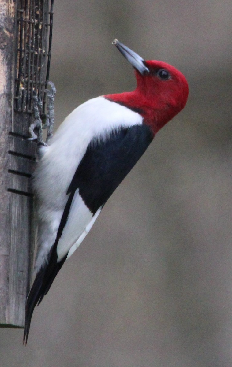 Red-headed Woodpecker - NE Ohio Duck Tracker - JUDY   ( ')>
