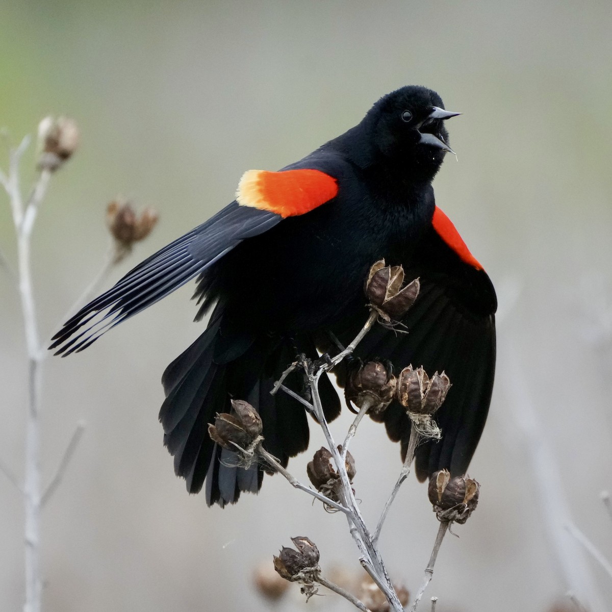 Red-winged Blackbird - ML617613768