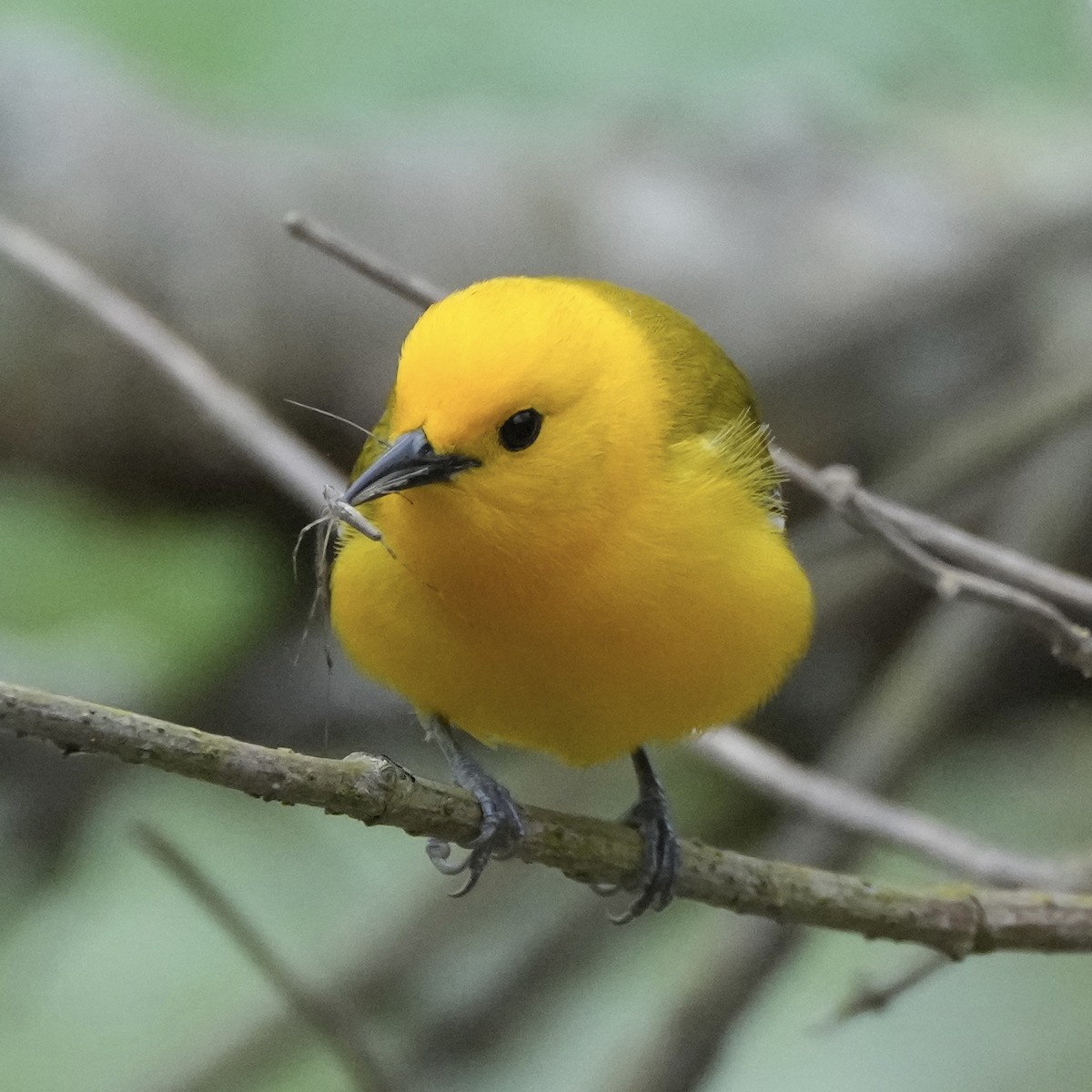 Prothonotary Warbler - ML617613776