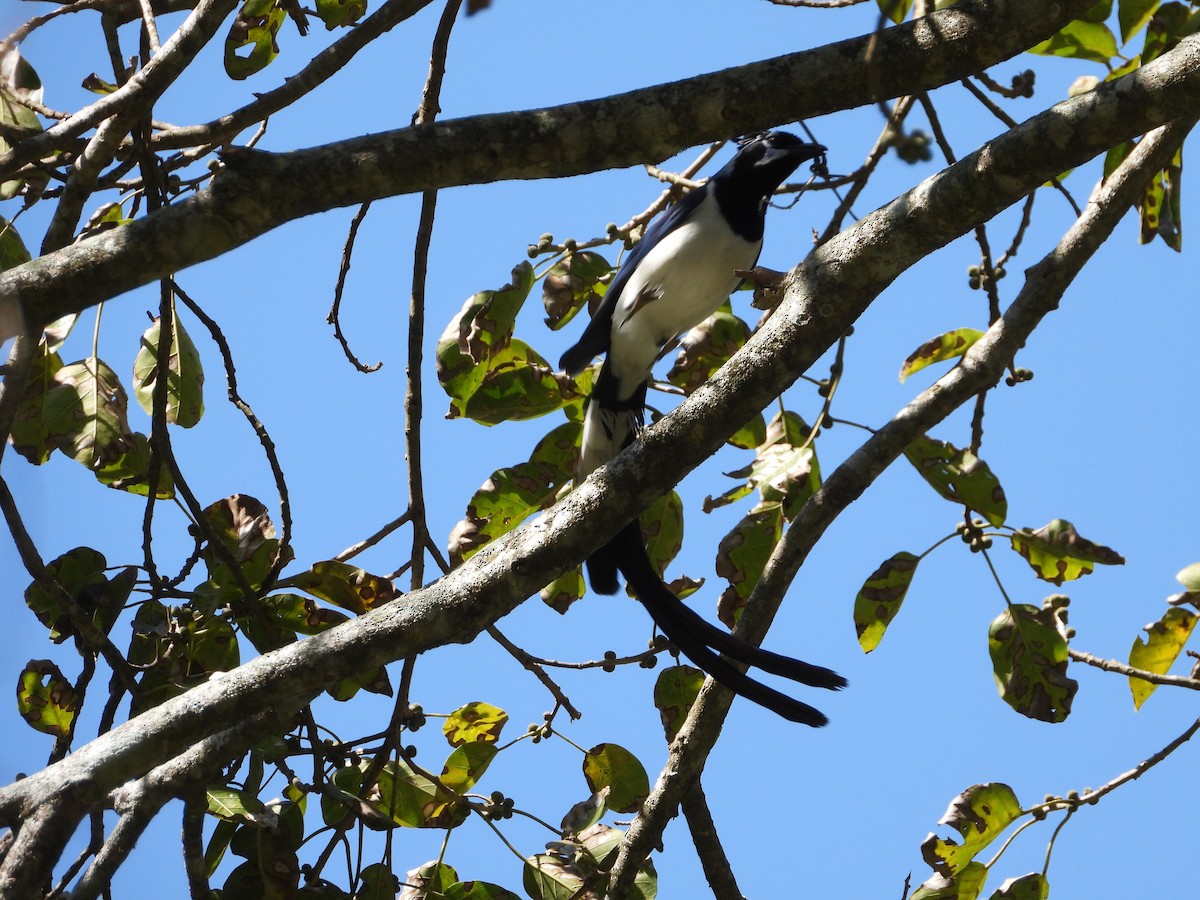 Black-throated Magpie-Jay - ML617613782