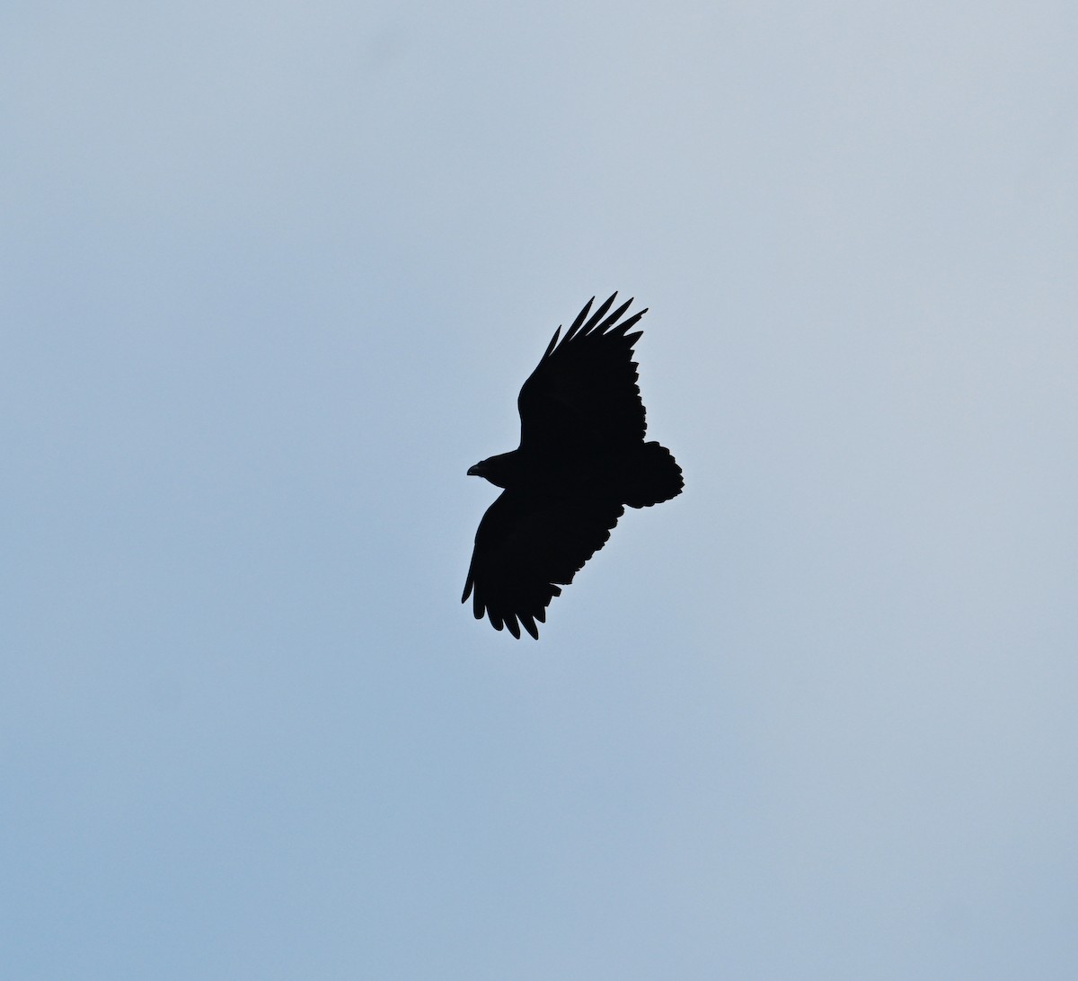 Fan-tailed Raven - ML617613816