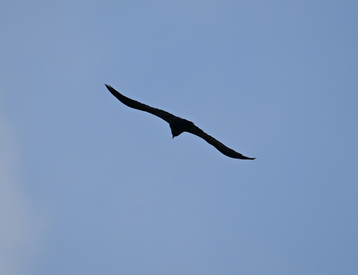 Fan-tailed Raven - ML617613817