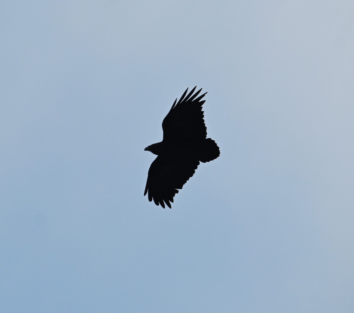 Fan-tailed Raven - ML617613818