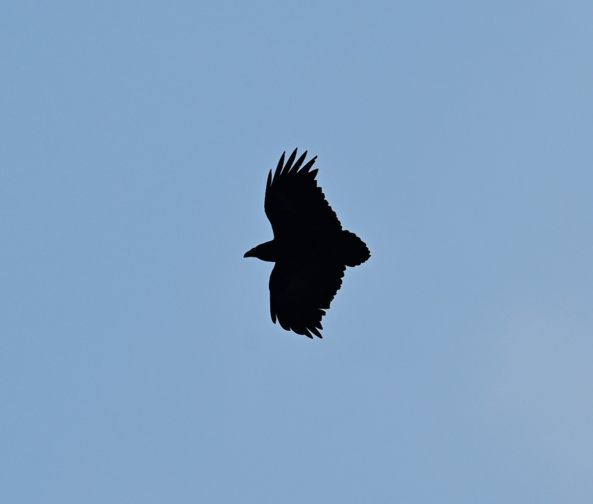 Fan-tailed Raven - ML617613819