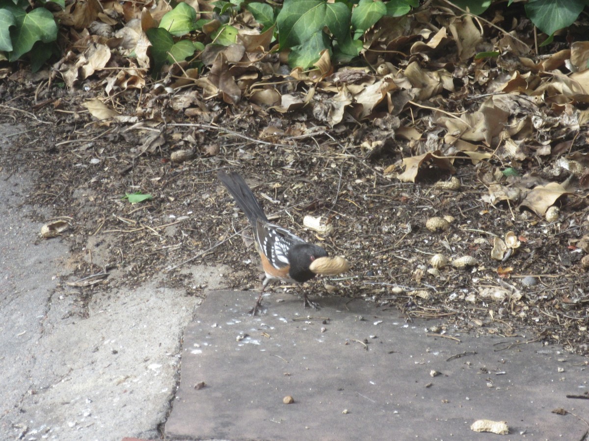 Spotted Towhee - ML617613914