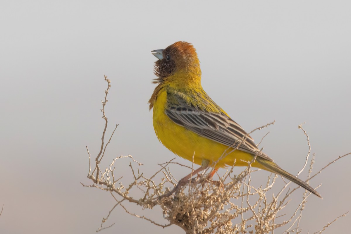 Red-headed Bunting - ML617613919