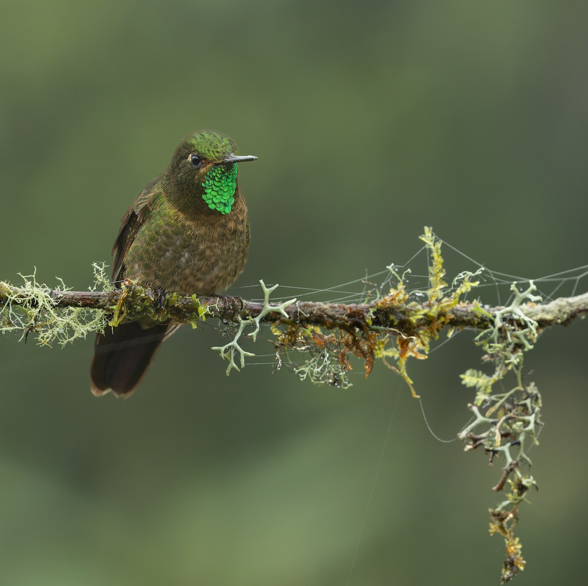 kolibřík dřišťálový - ML617613920