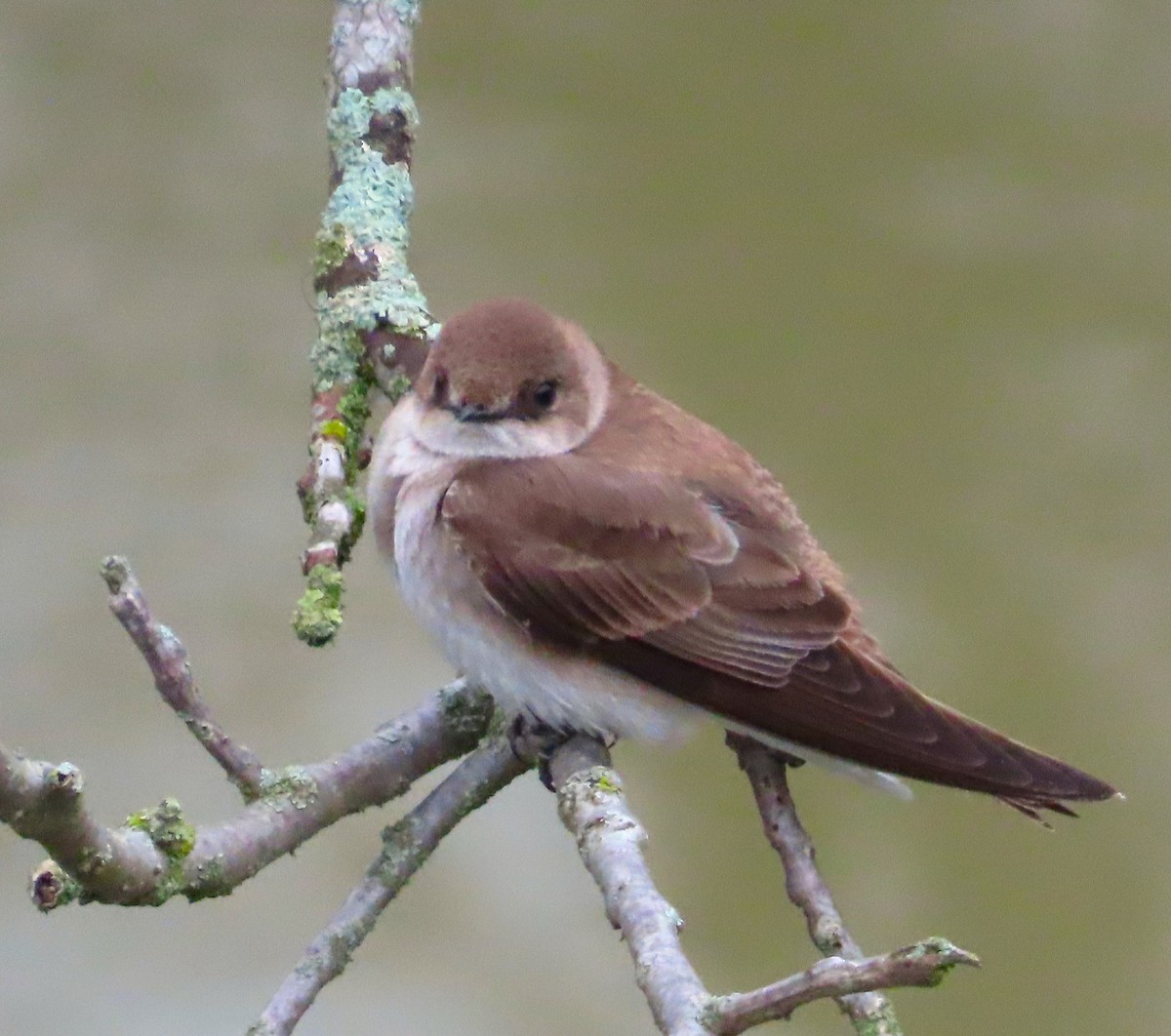 Northern Rough-winged Swallow - ML617613932