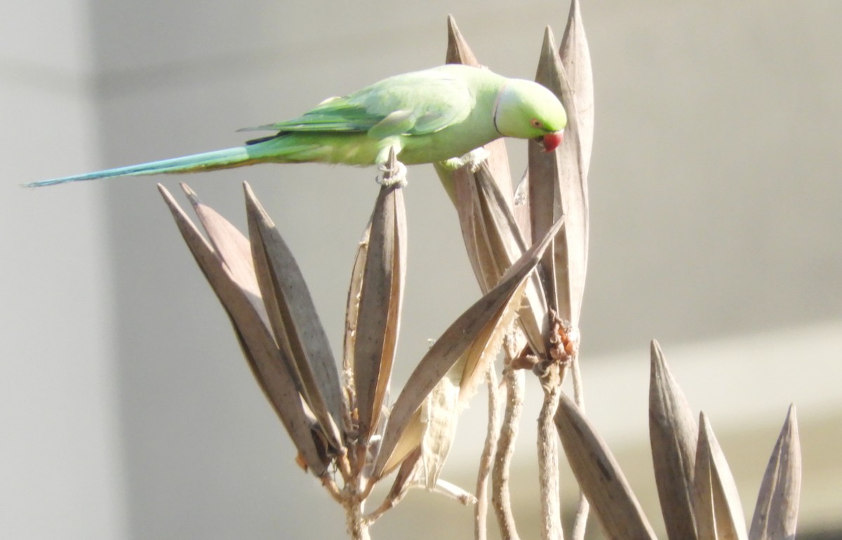 Rose-ringed Parakeet - Manju Sinha