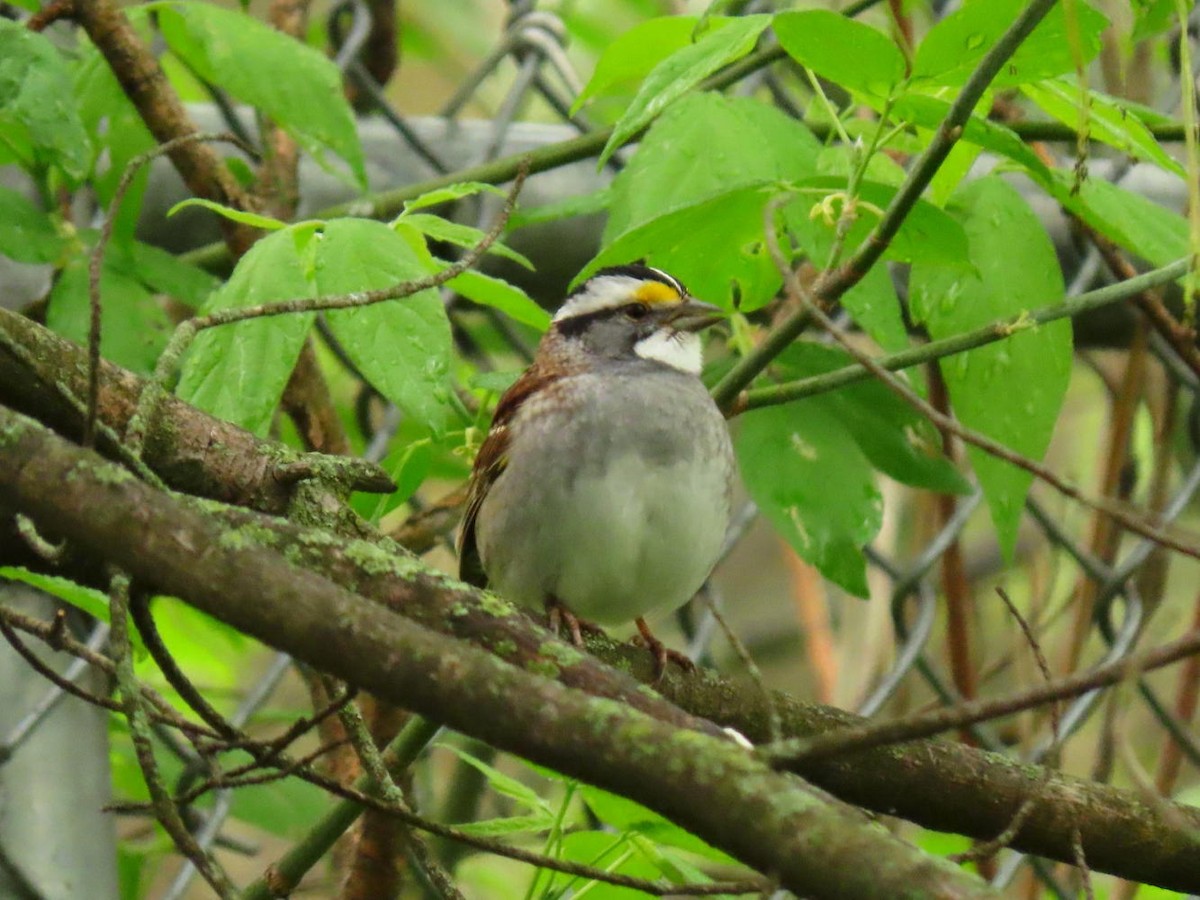 White-throated Sparrow - ML617614008