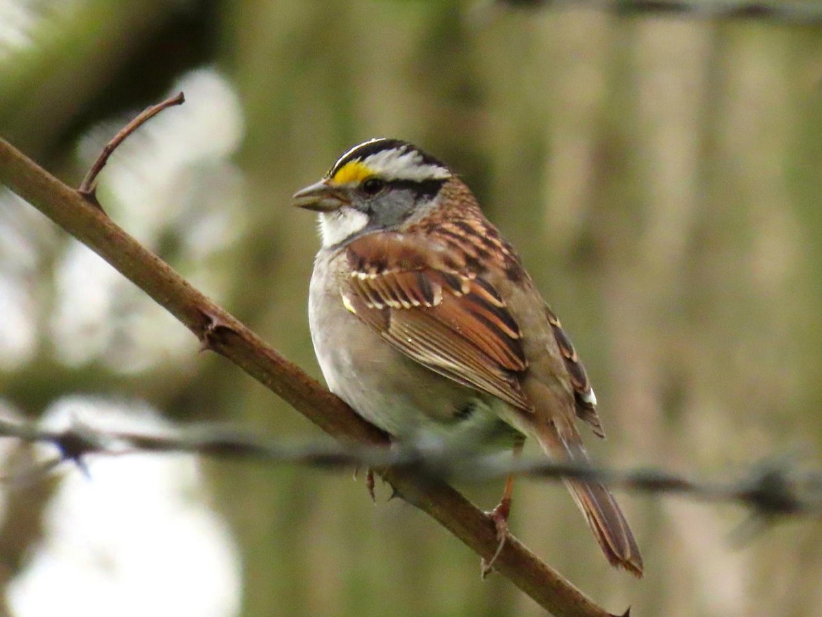 White-throated Sparrow - ML617614009