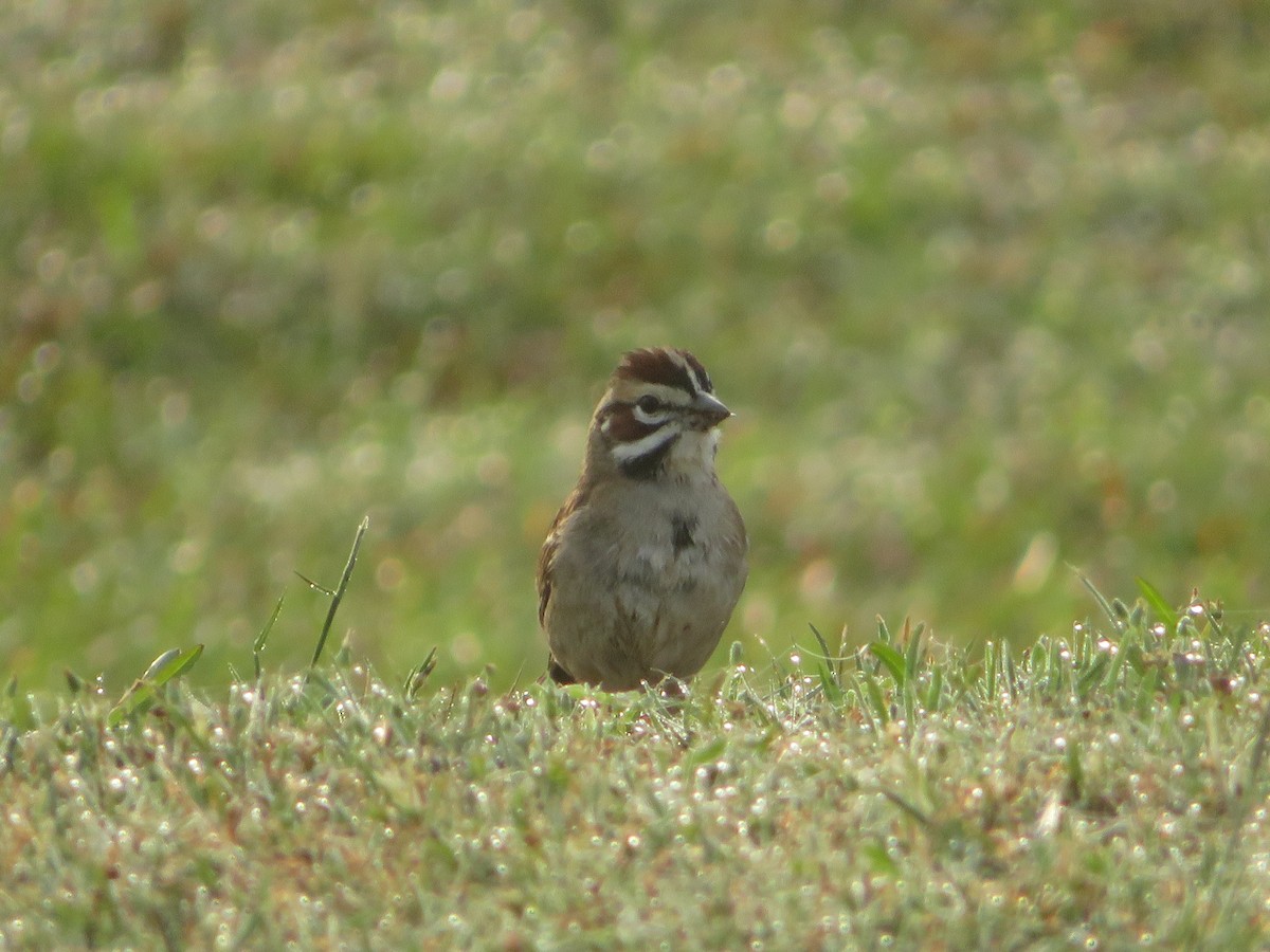 Lark Sparrow - ML617614015