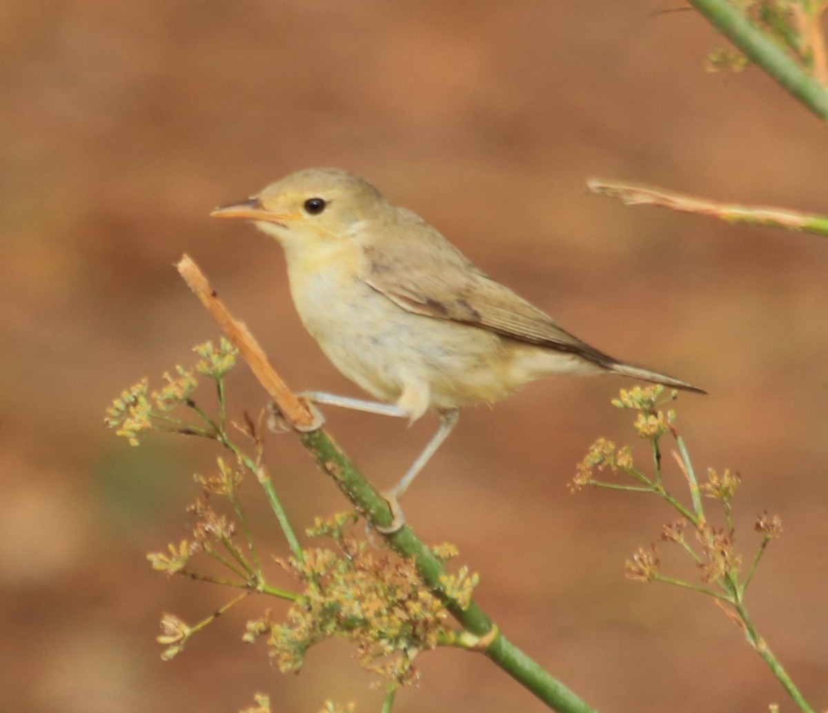 Melodious Warbler - ML617614034