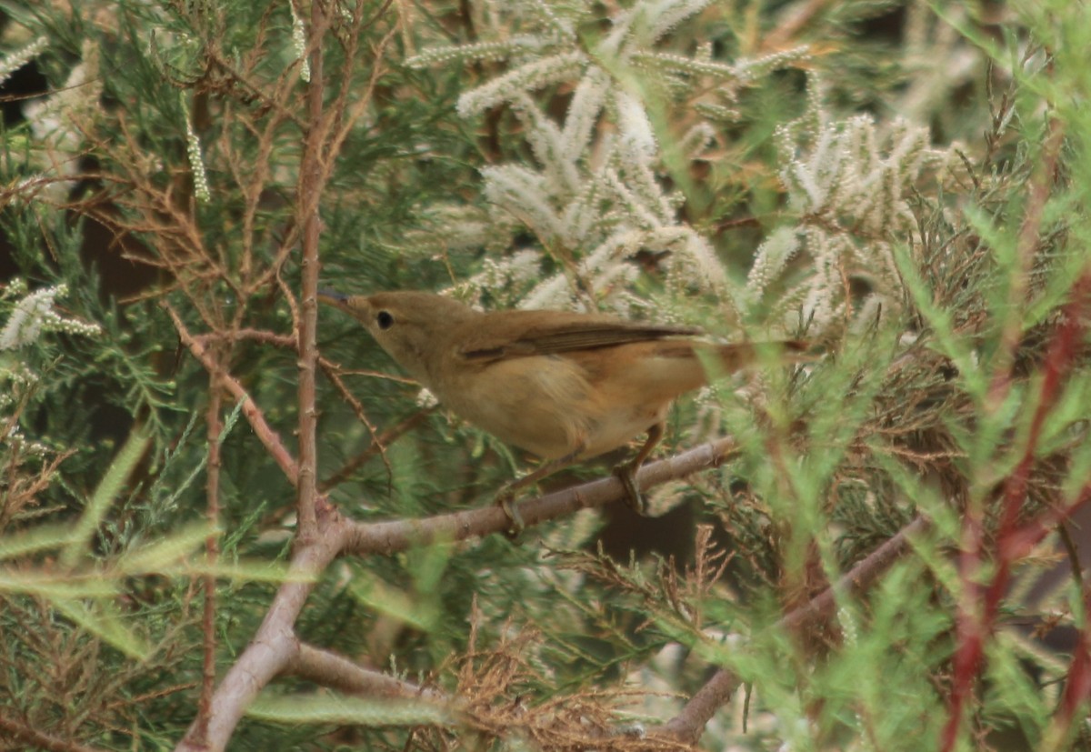 Common Reed Warbler - ML617614051