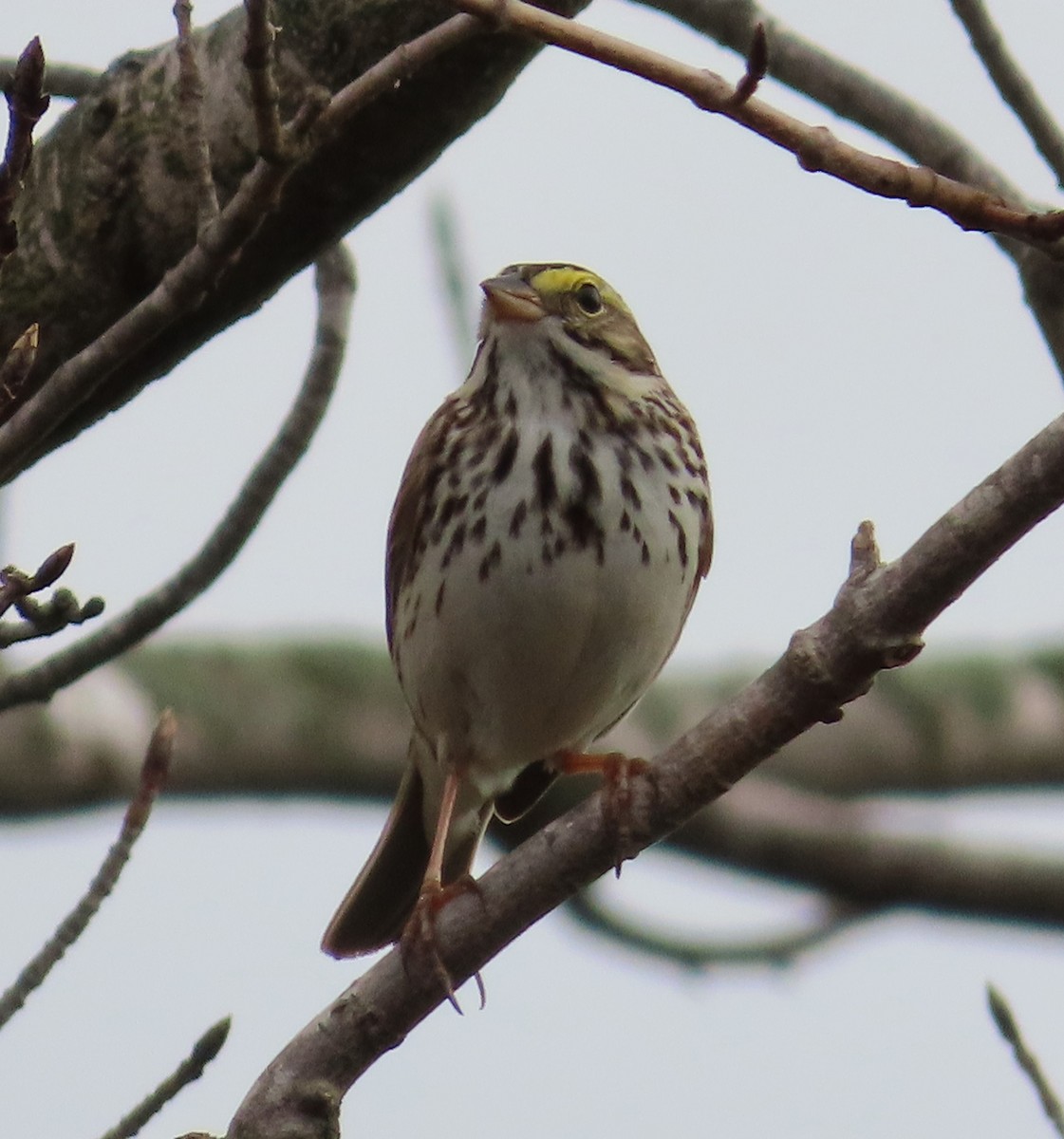 Savannah Sparrow - ML617614089