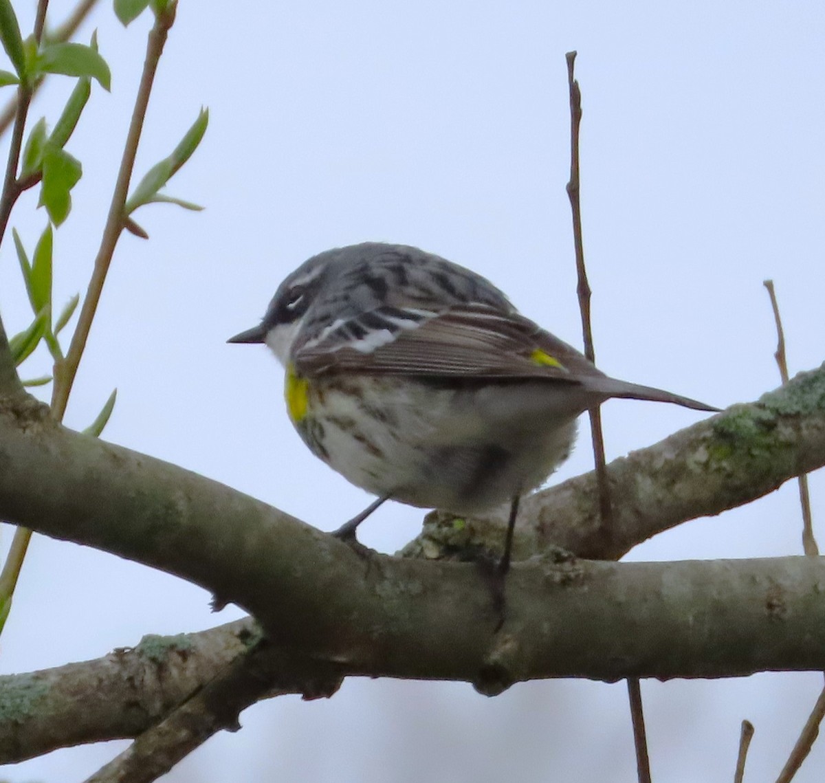 Yellow-rumped Warbler (Myrtle) - Henny  Giles
