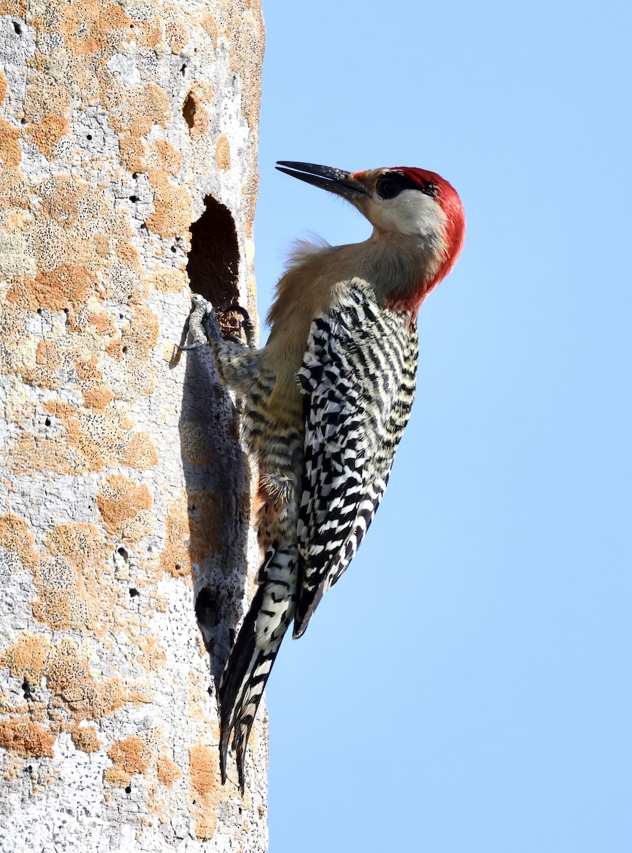 West Indian Woodpecker - ML617614194