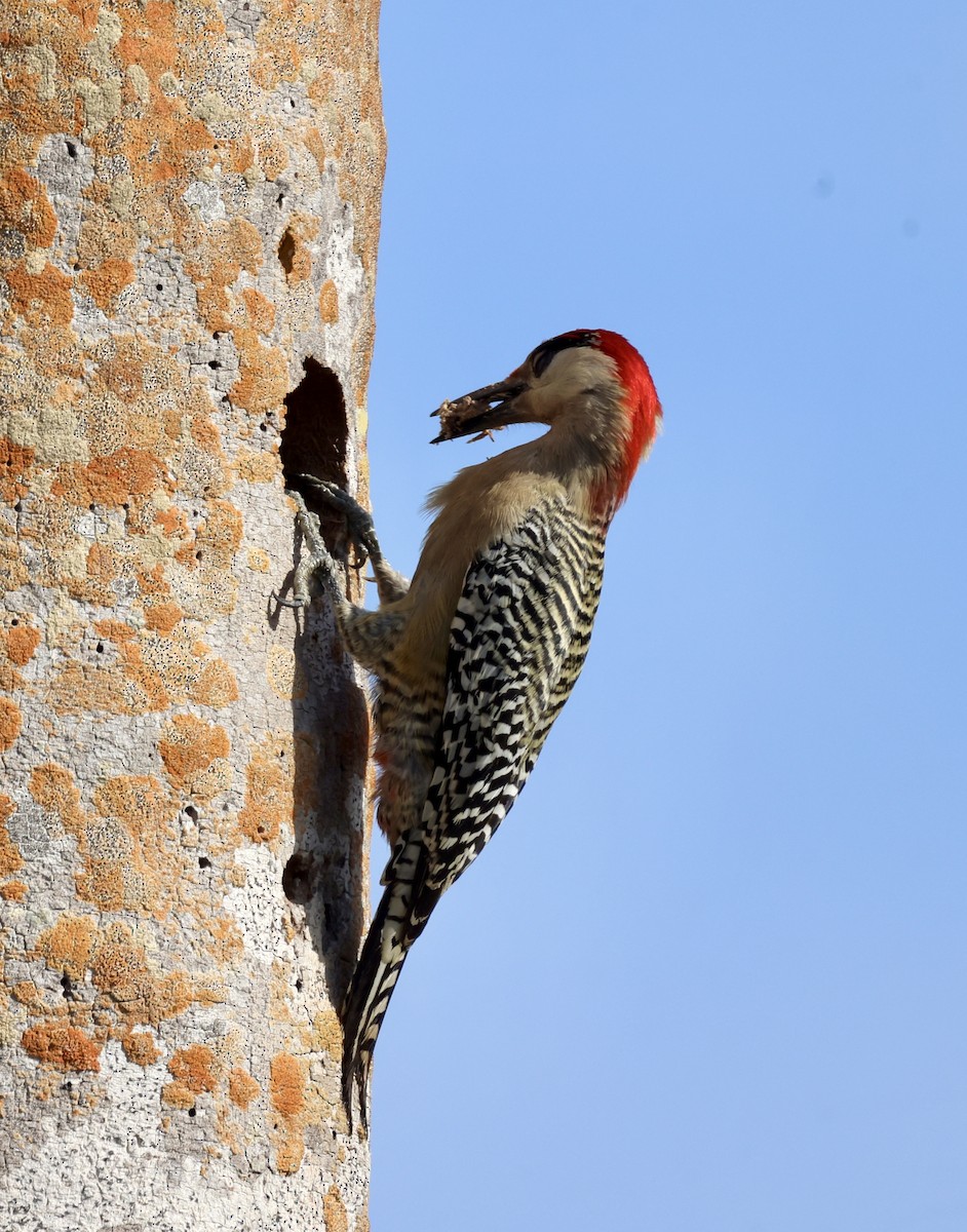 West Indian Woodpecker - ML617614195