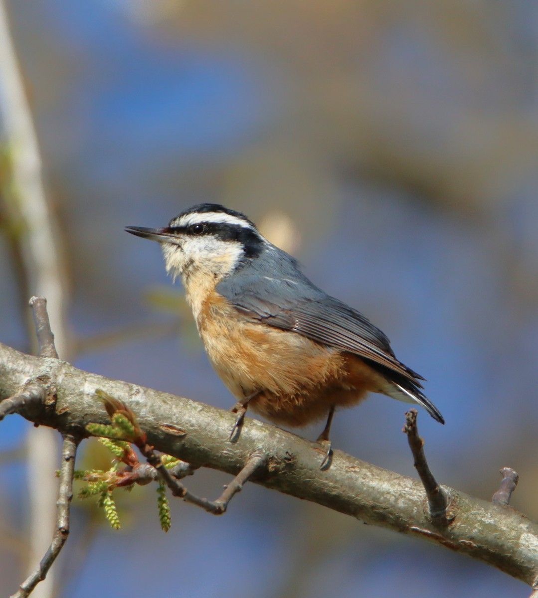 Red-breasted Nuthatch - ML617614203