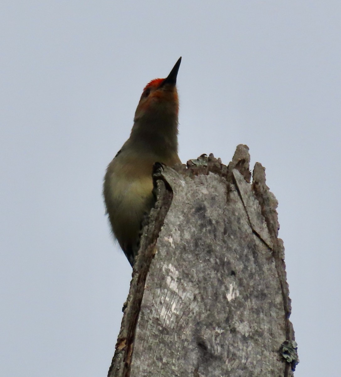 Red-bellied Woodpecker - ML617614210
