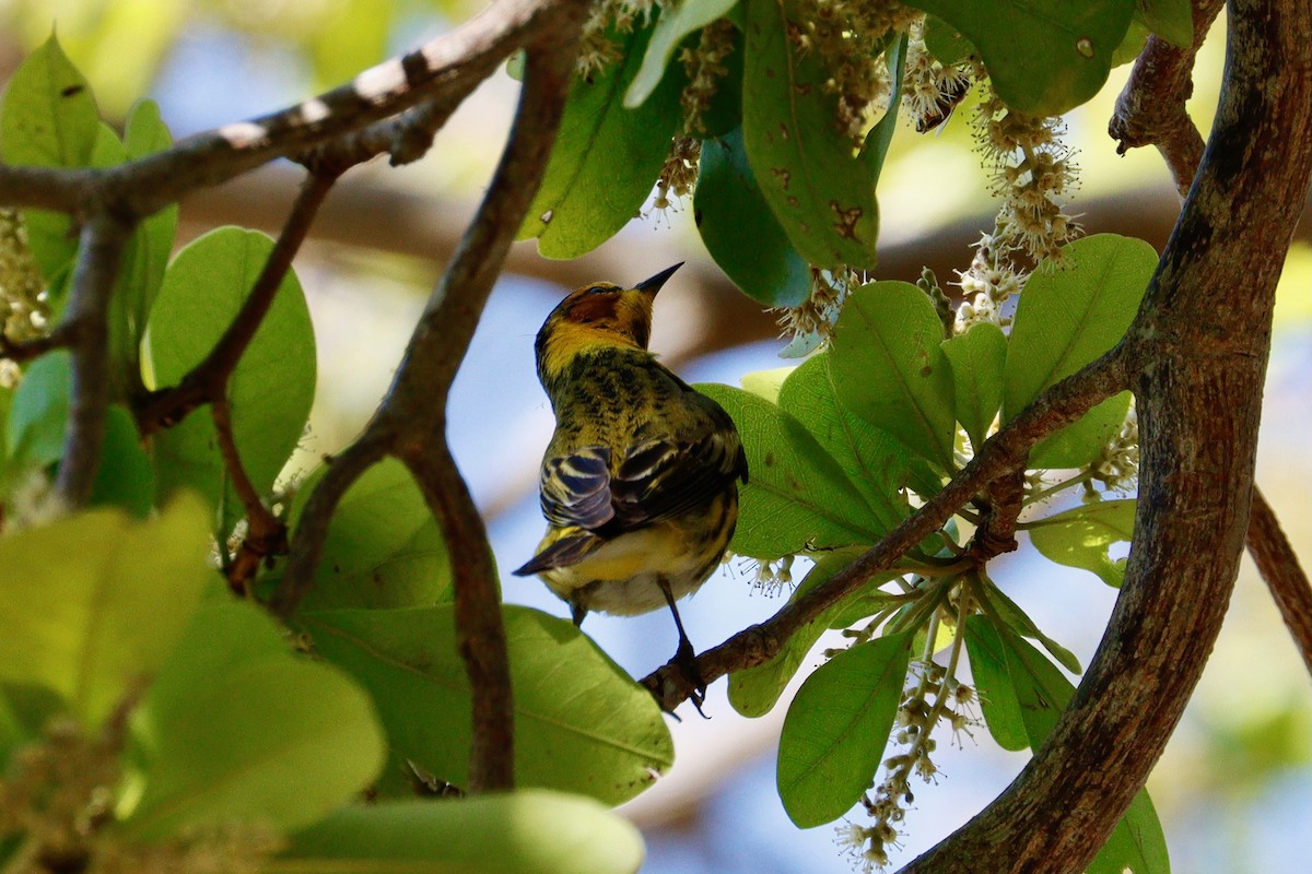 Cape May Warbler - ML617614218