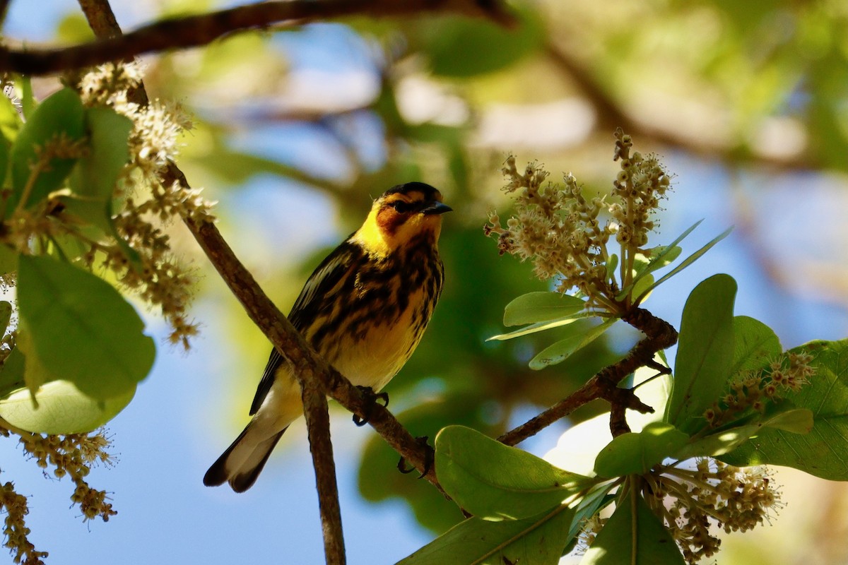 Cape May Warbler - ML617614219