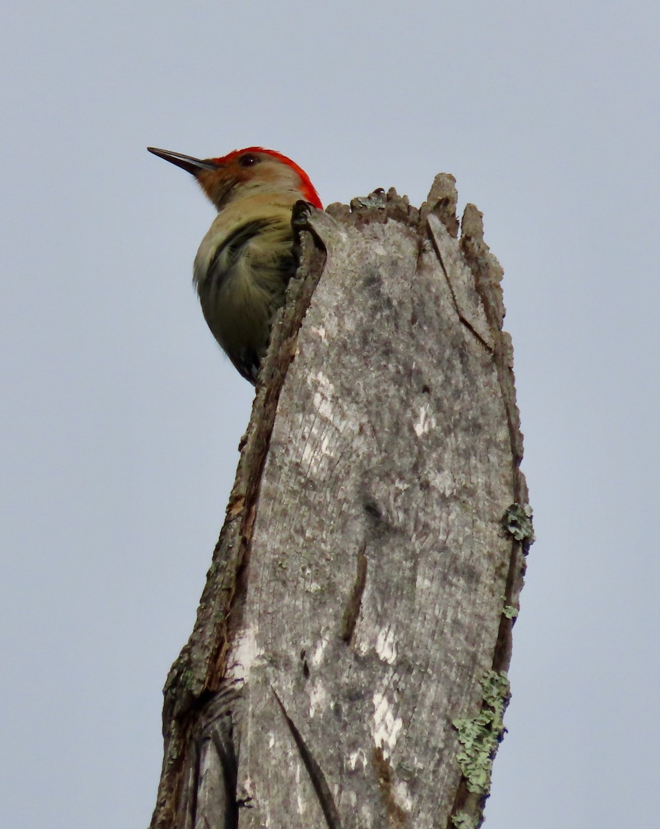 Red-bellied Woodpecker - ML617614226