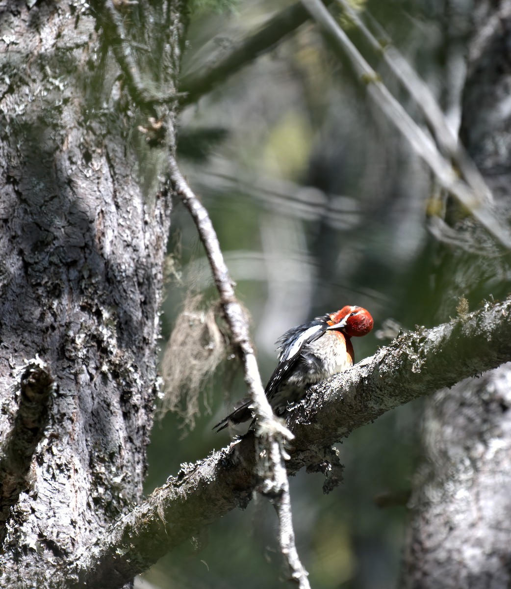 Red-breasted Sapsucker - ML617614234
