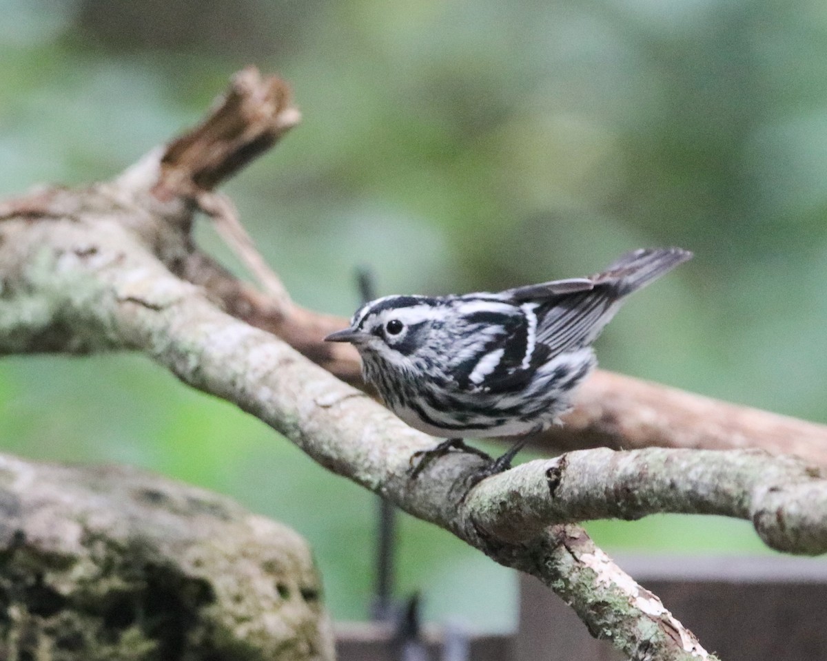 Black-and-white Warbler - ML617614256