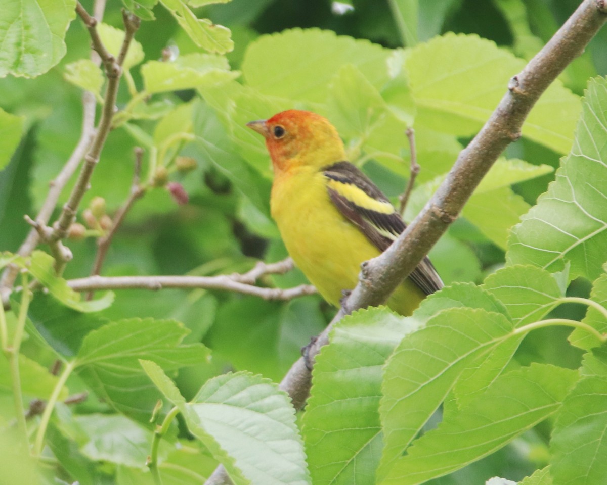 Western Tanager - ML617614263