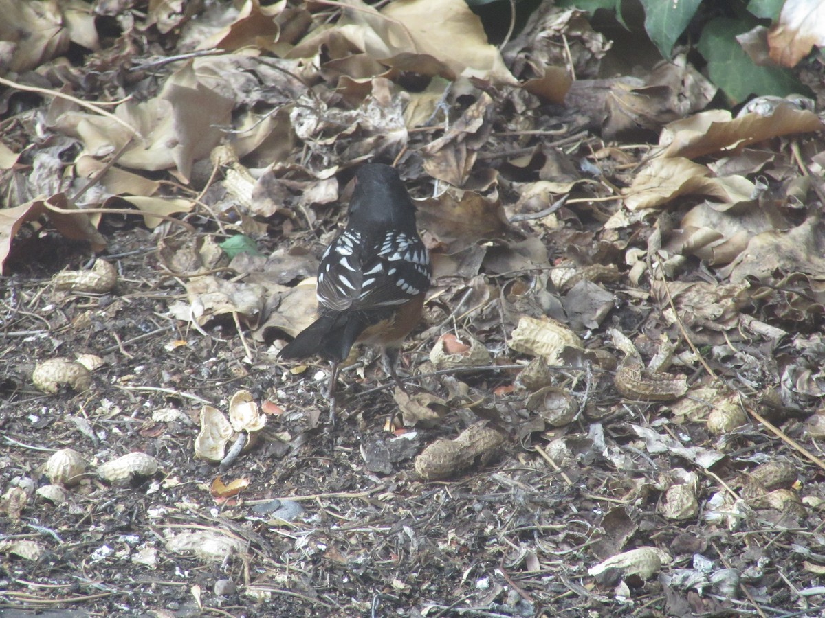 Spotted Towhee - ML617614272