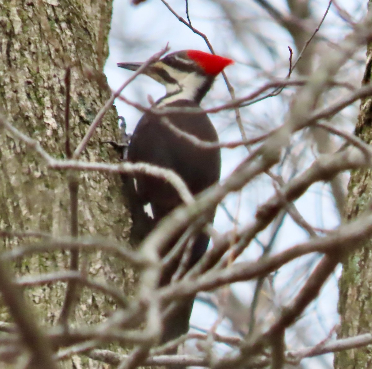 Pileated Woodpecker - Randy Shonkwiler