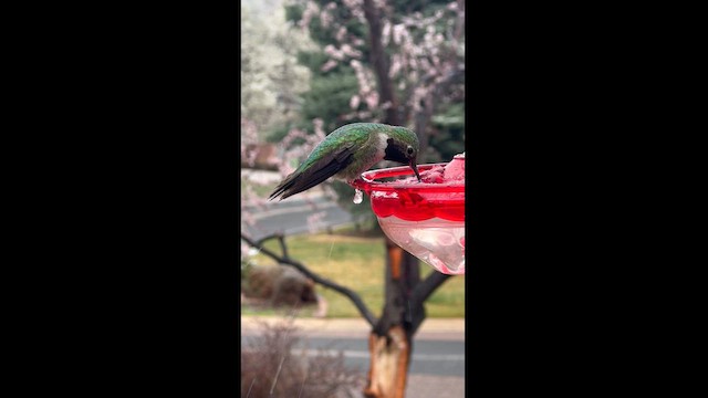 Broad-tailed Hummingbird - ML617614372