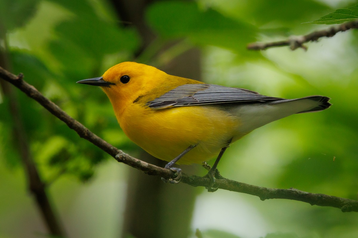 Prothonotary Warbler - ML617614399